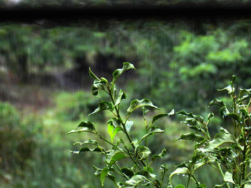 Rain Photography taken by Talented Photographer